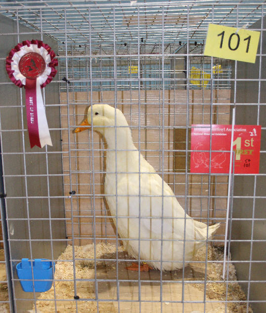 German Pekin Ducks
